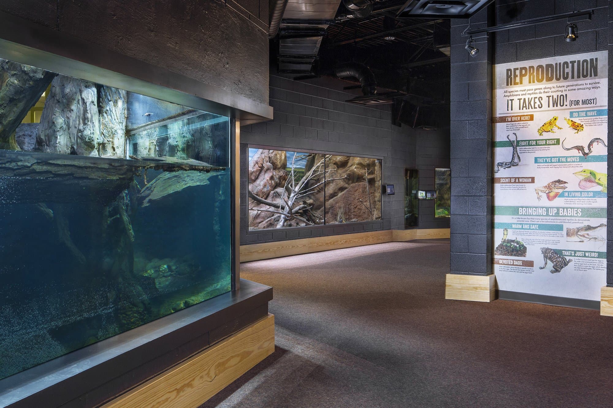 A hallway in a reptile exhibit with different displays