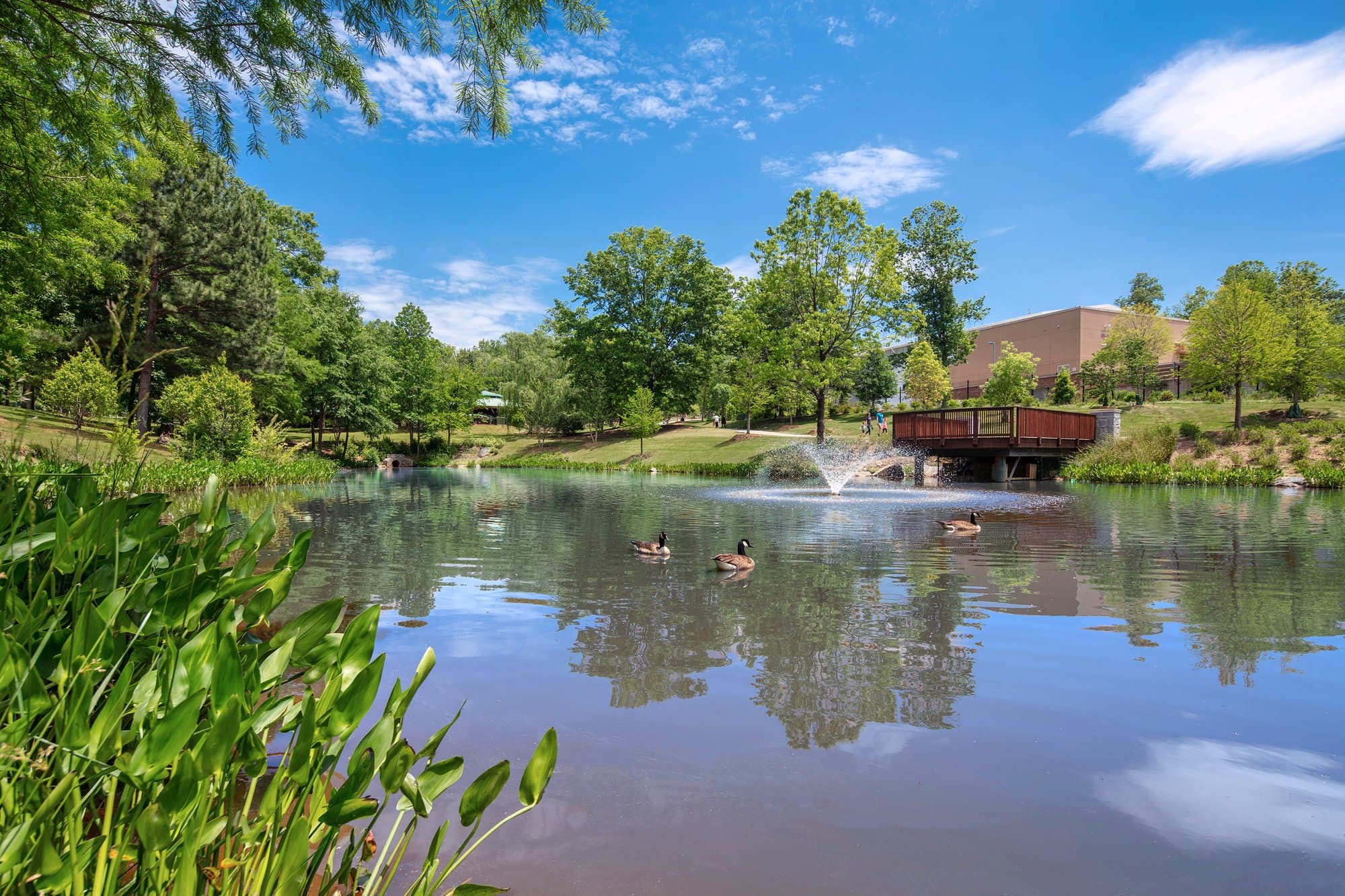 Lake outside of the park with ducks swimming.